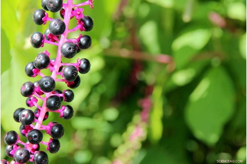 Combating Invasive Species: A Key Strategy for Climate Change Resilience