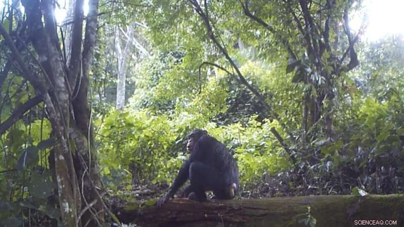 Genomic Catalog Reveals Chimpanzee Origins, Combats Illegal Wildlife Trade