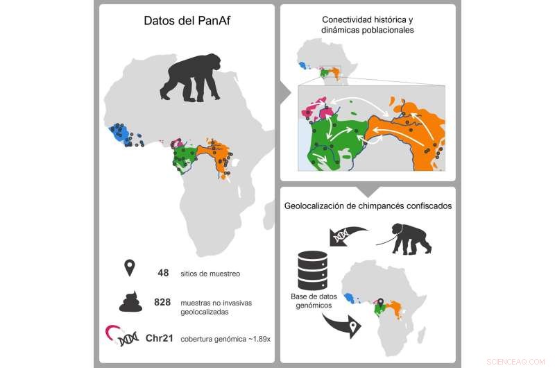 Genomic Catalog Reveals Chimpanzee Origins, Combats Illegal Wildlife Trade