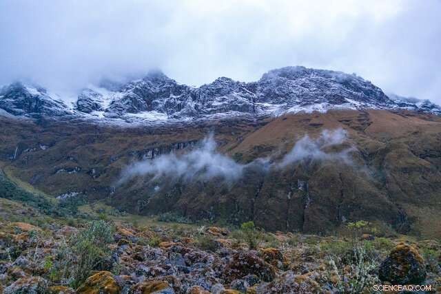 Plant Adaptation to Altitude: New Research Reveals Oxygen Sensing Mechanisms