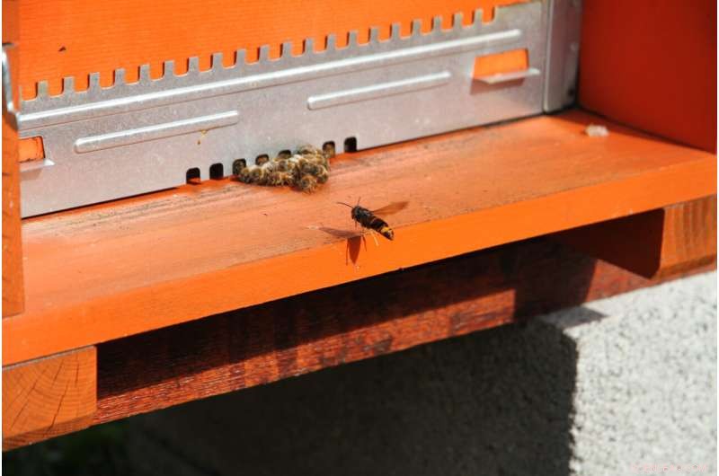 Asian Hornet Invasion: Risks and Impacts on Ecosystems