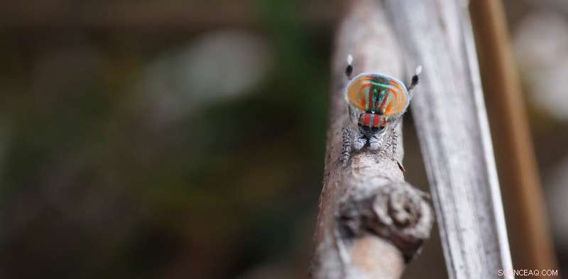 Animal Mating Signals: From Attraction to Deception