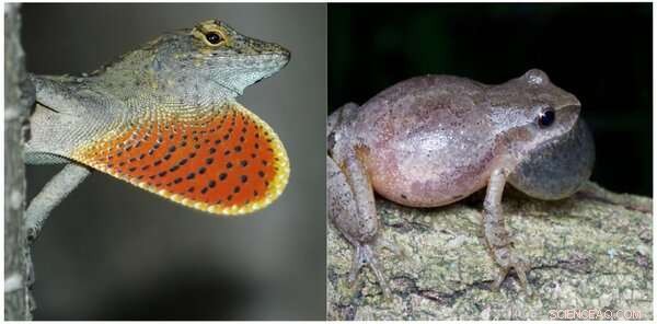 Animal Mating Signals: From Attraction to Deception