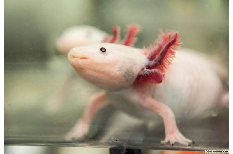 Axolotl Research: Unlocking Human Regeneration Potential