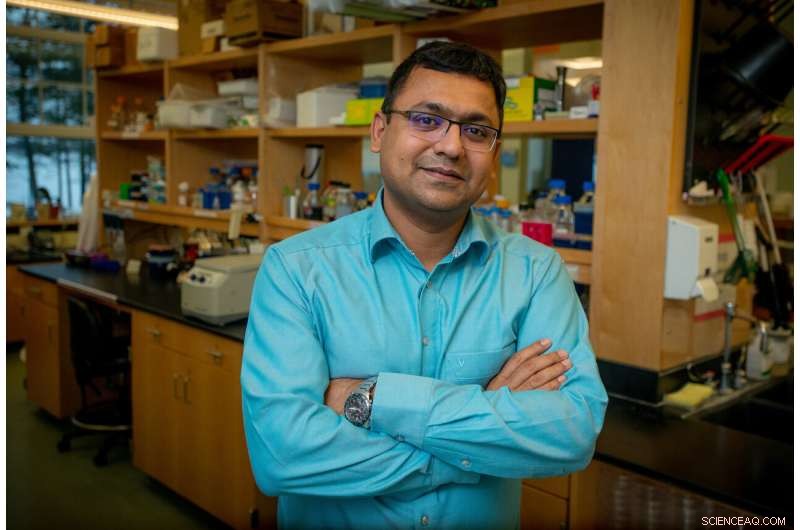 Axolotl Research: Unlocking Human Regeneration Potential