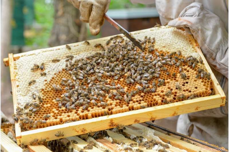 Global Threat: New Bee Virus Variant Disrupts Honeybee Colonies