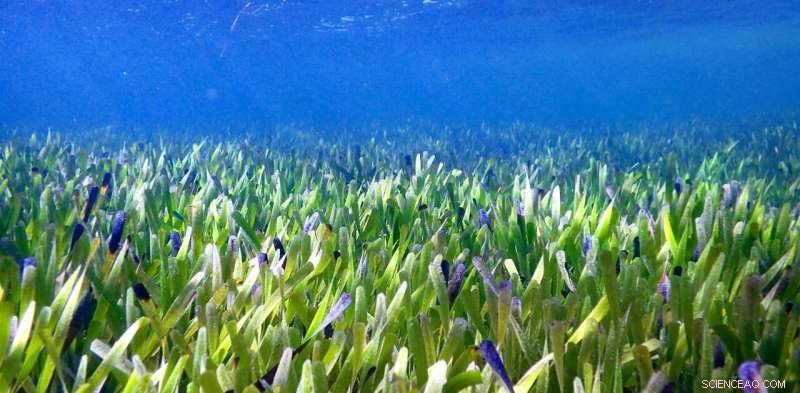 World s Largest Plant: 180km Seagrass Clone in Western Australia