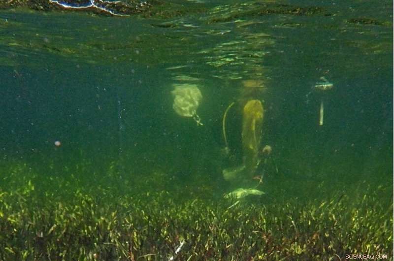 World s Largest Plant: 180km Seagrass Clone in Western Australia