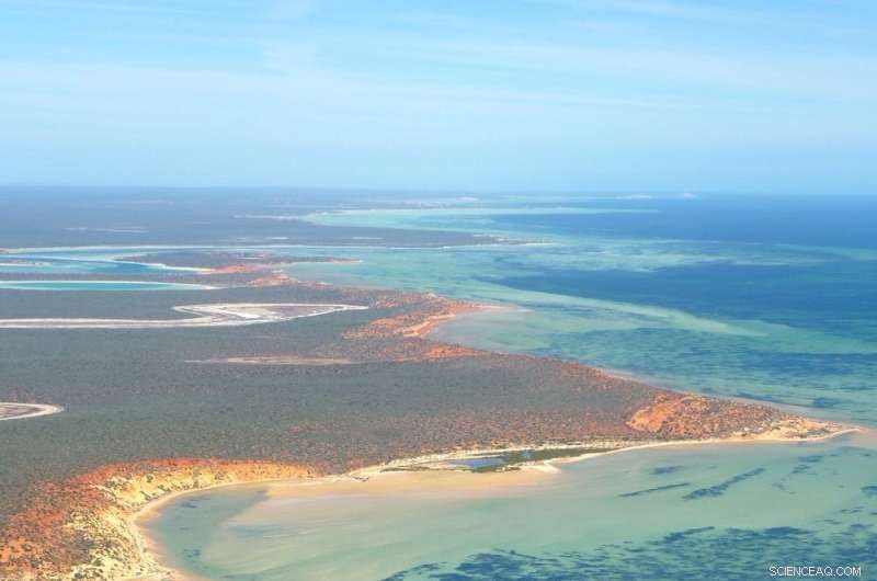 World s Largest Plant: 180km Seagrass Clone in Western Australia