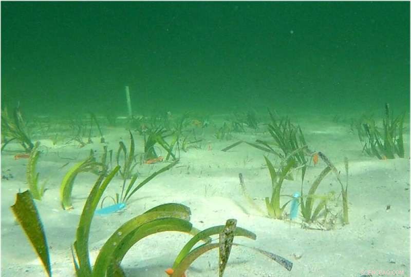 World s Largest Plant: 180km Seagrass Clone in Western Australia