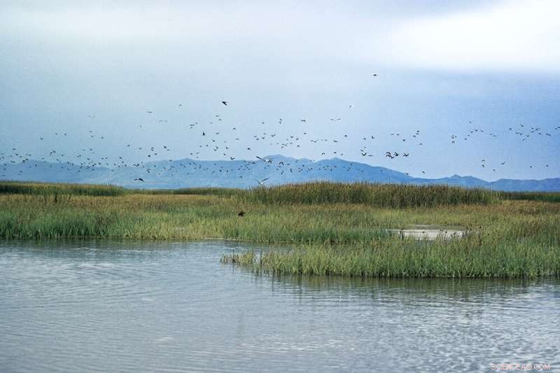 Toxic Metal Uptake in Great Salt Lake Ecosystems: A New Study
