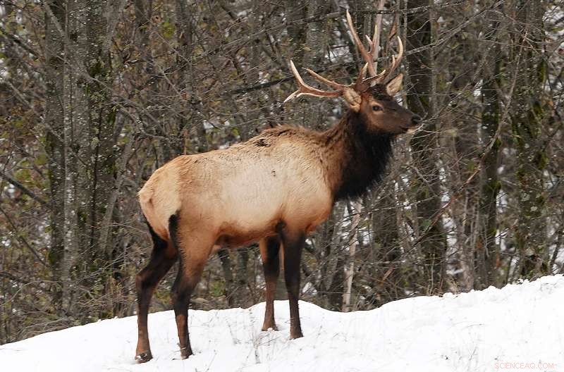 Elk Hoof Disease Linked to Antler Abnormalities - WSU Study