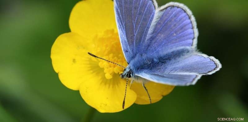 Create a Wildlife-Friendly Lawn: Expert Ecological Tips