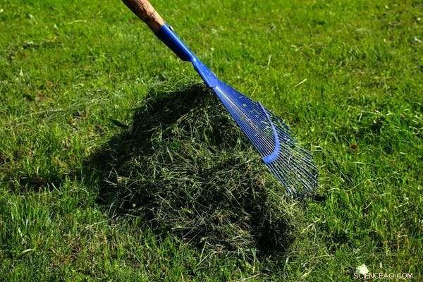 Create a Wildlife-Friendly Lawn: Expert Ecological Tips