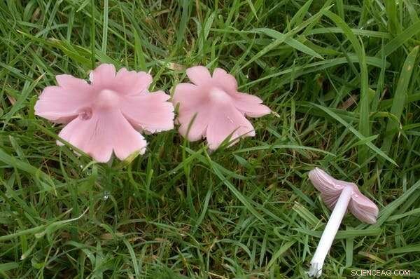 Create a Wildlife-Friendly Lawn: Expert Ecological Tips