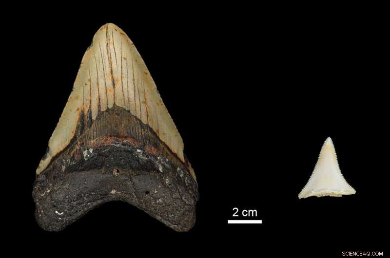 Did Great White Sharks Drive the Megalodon to Extinction?