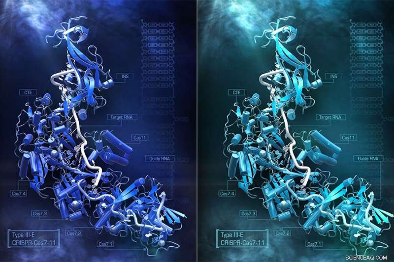 New CRISPR Enzyme Cas7-11 Offers Precise RNA Editing Without Cell Damage