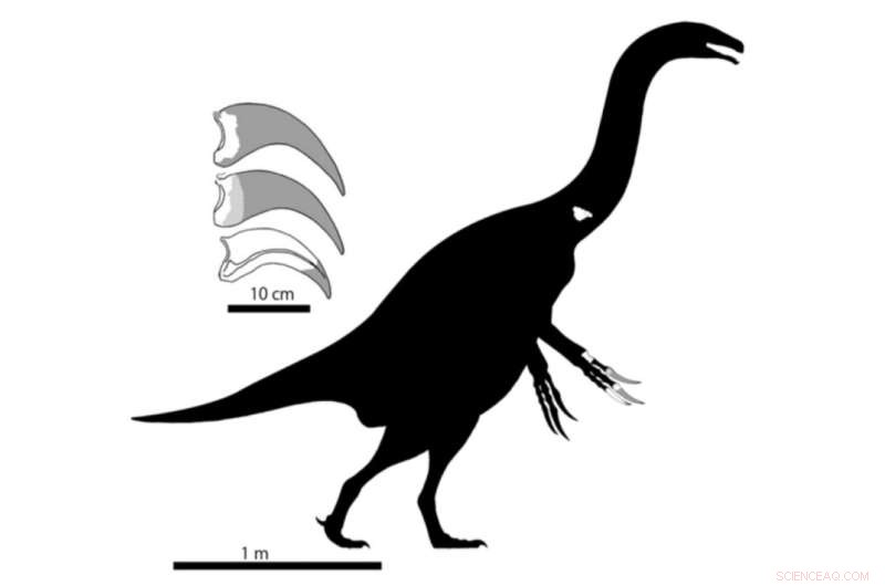 Paralitherizinosaurus japonicus: New Herbivorous Dinosaur Species Discovered in Japan