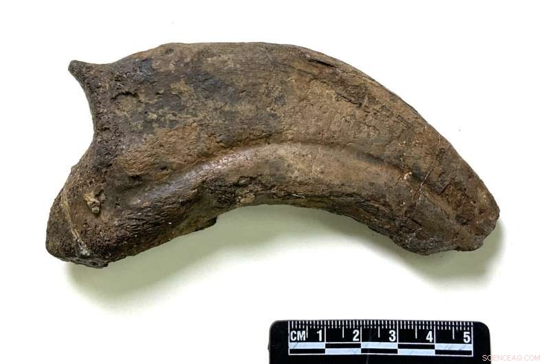 Paralitherizinosaurus japonicus: New Herbivorous Dinosaur Species Discovered in Japan