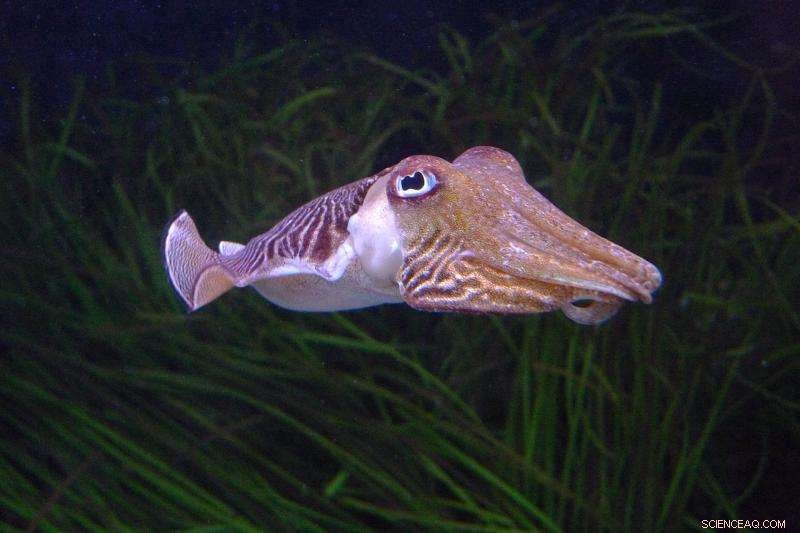 Cuttlefish Camouflage: Neural Systems Behind Complex Patterns
