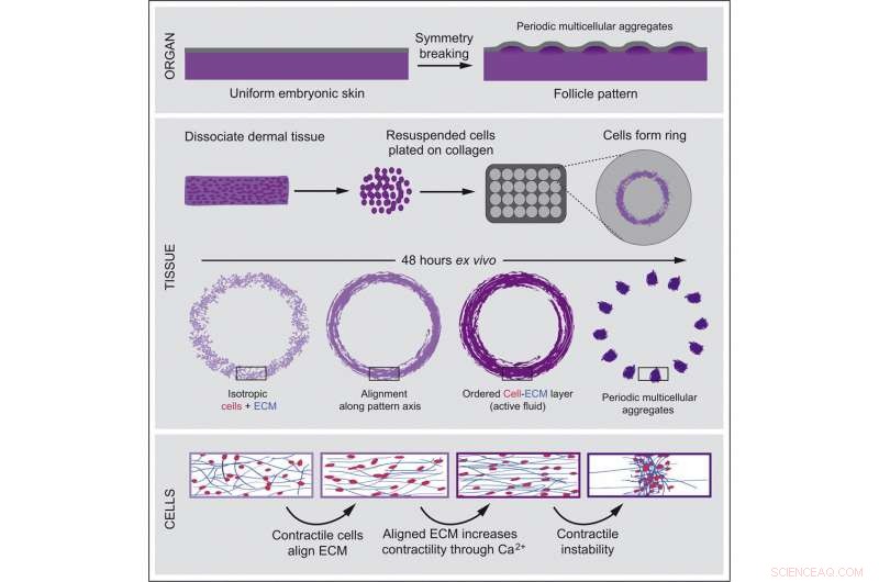Understanding Tissue Pattern Formation in Early Development