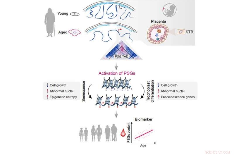 Chromatin Entropy & Cellular Aging: New Research Reveals Key Mechanisms
