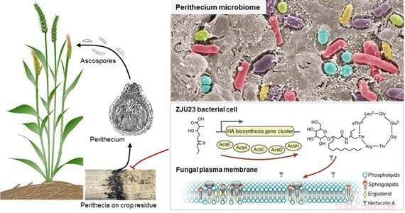 Microbiota-Based Strategies to Combat Fungal Diseases