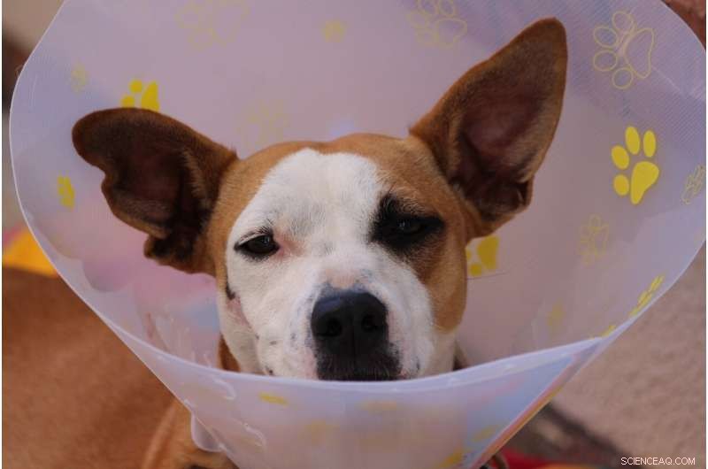 Futile Veterinary Care: Prevalence & Ethical Concerns - Cornell Study