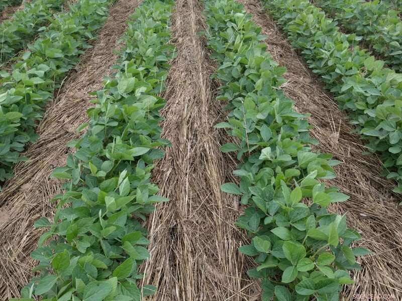 Cover Crops for Enhanced Crop Production: Best Practices & Benefits