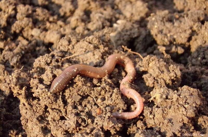 Drought Impacts Earthworm Carbon Sequestration: A Soil Health Study