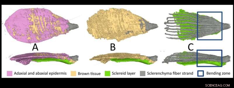 Pine Cone Scale Movement: New Research Reveals Insights into Seed Release
