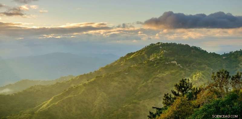 Jamaica s Native Trees Face Extinction as Habitat Shrinks in the Blue Mountains