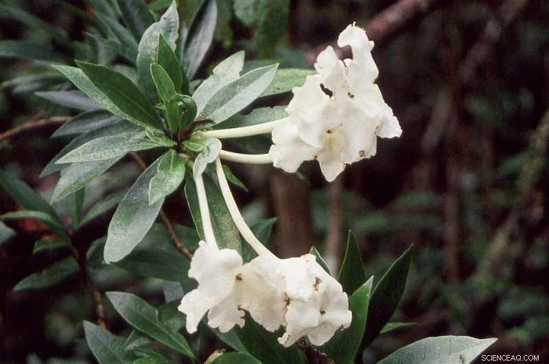 Jamaica s Native Trees Face Extinction as Habitat Shrinks in the Blue Mountains