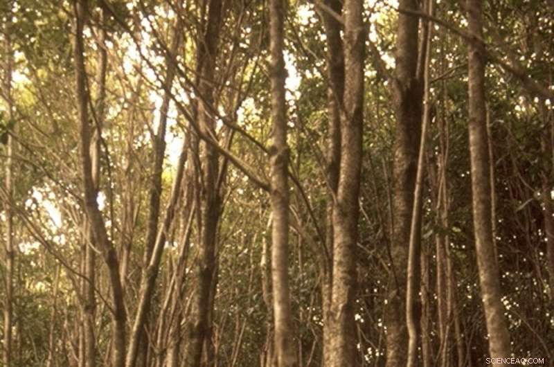 Jamaica s Native Trees Face Extinction as Habitat Shrinks in the Blue Mountains