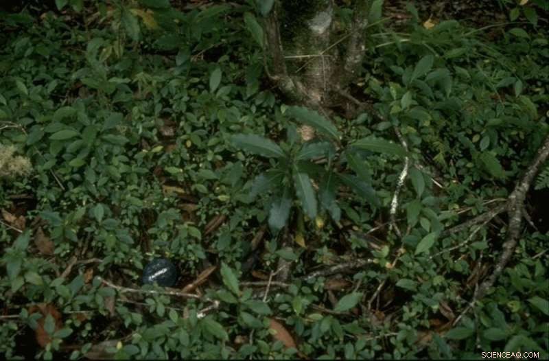 Jamaica s Native Trees Face Extinction as Habitat Shrinks in the Blue Mountains