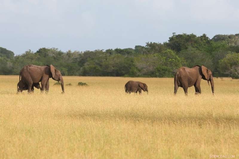 Gabon Advocates for Financial Value of Conservation at UN Summit