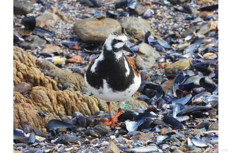 2TK: The Remarkable Journey of a Canadian Migratory Bird