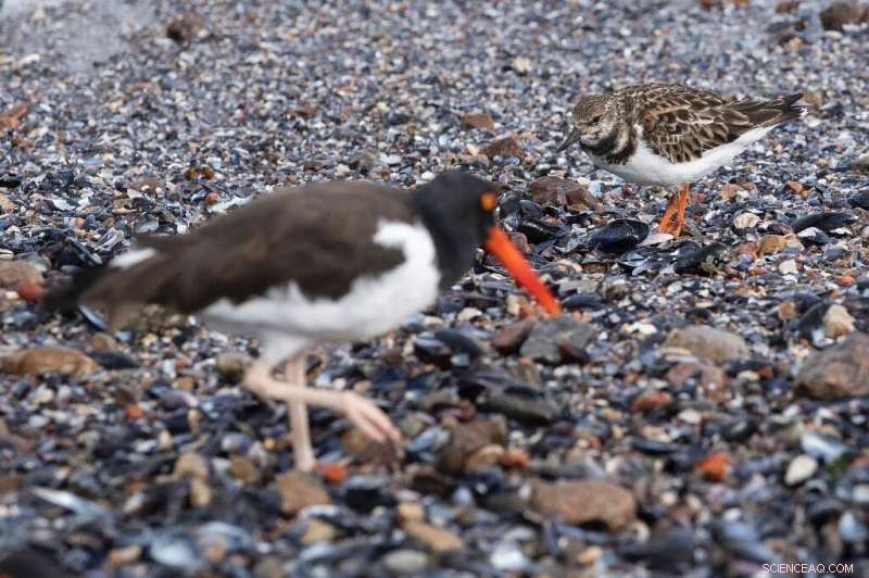 2TK: The Remarkable Journey of a Canadian Migratory Bird
