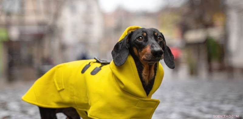 Keeping Your Dog Warm in Cold Weather: A Guide to Safe Walks