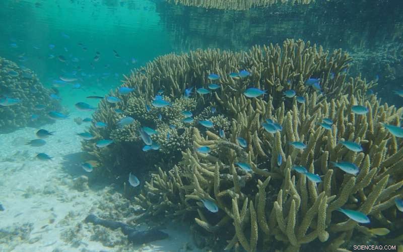 Ancient Great Barrier Reef Reveals 8,000 Years of Climate Change