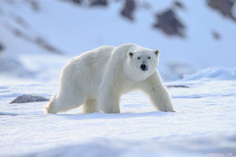 Polar Bear Feces Reveal Chemical Accumulation in the Body - U of T Scarborough Study
