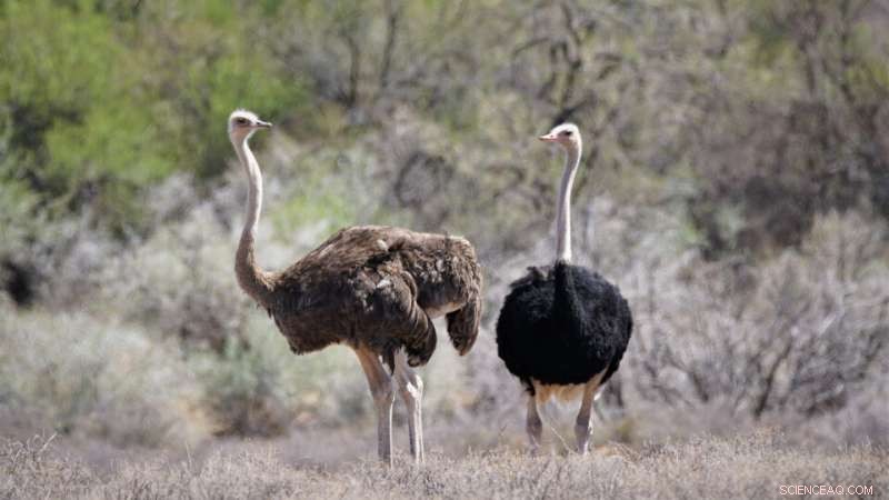 Ostriches and Climate Change: Understanding Temperature Sensitivity