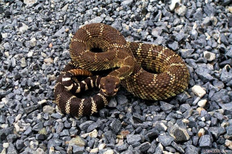 Climate Change: How Rattlesnakes Are Adapting and Thriving