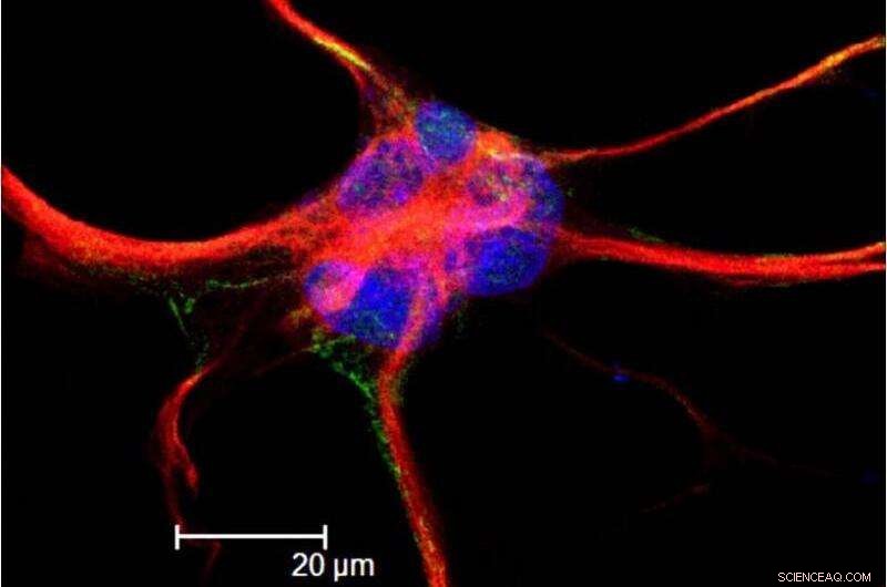Astroglial Channel Proteins Enhance Breathing During Hypoxia - Research Highlights