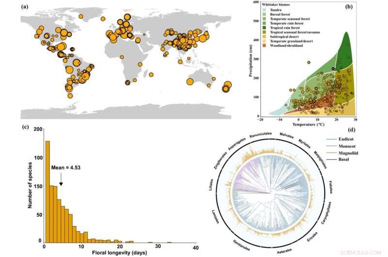 Floral Longevity: Global Patterns, Biomes & Phylogenetic Correlations