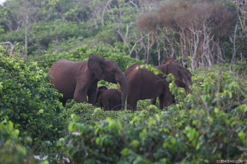 Gabon s Innovative Anti-Poaching Strategy: Protecting Forest Elephants