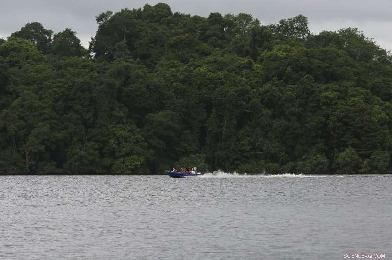 Gabon s Innovative Anti-Poaching Strategy: Protecting Forest Elephants