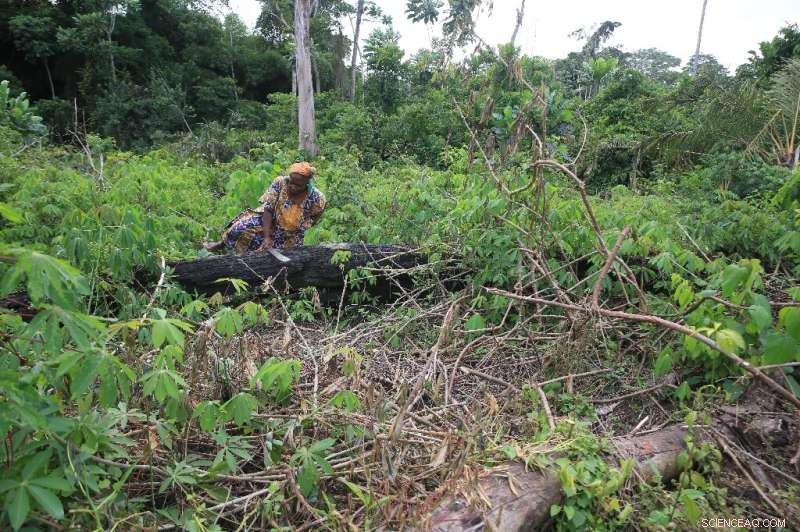 Gabon s Innovative Anti-Poaching Strategy: Protecting Forest Elephants