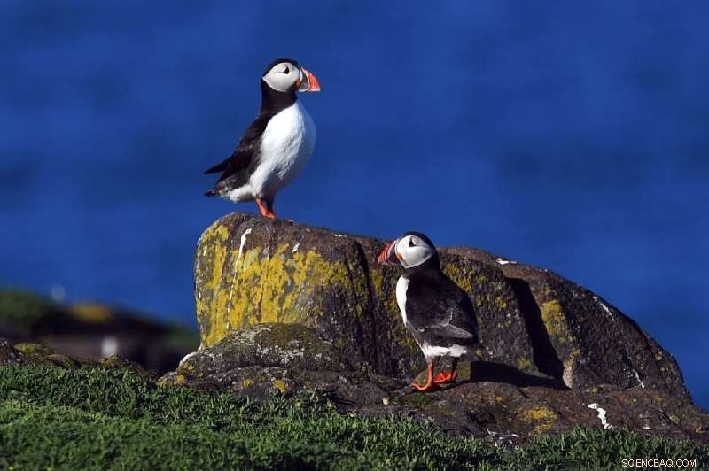 North Sea Puffin Population Decline: Conservation Concerns