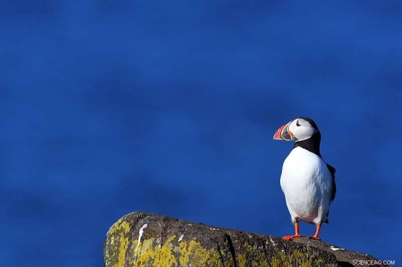 North Sea Puffin Population Decline: Conservation Concerns
